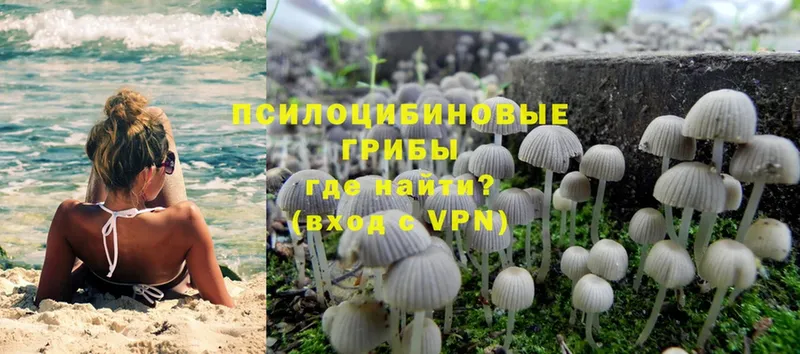 Псилоцибиновые грибы Psilocybine cubensis  Апрелевка 